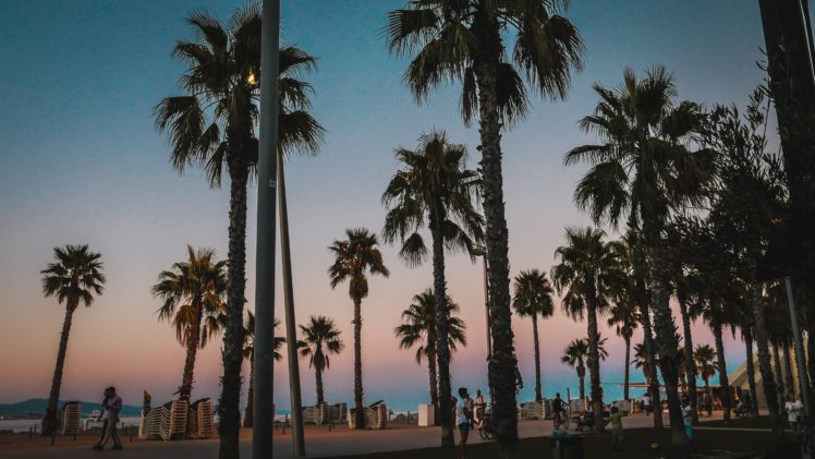 Detail Palm Trees Hd Nomer 46