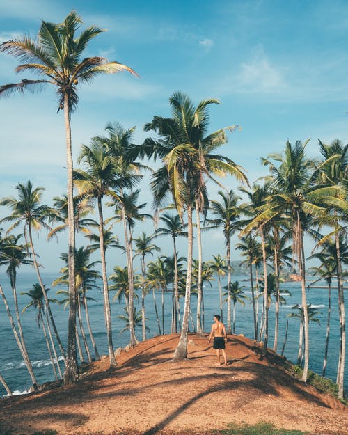 Detail Palm Trees Hd Nomer 47