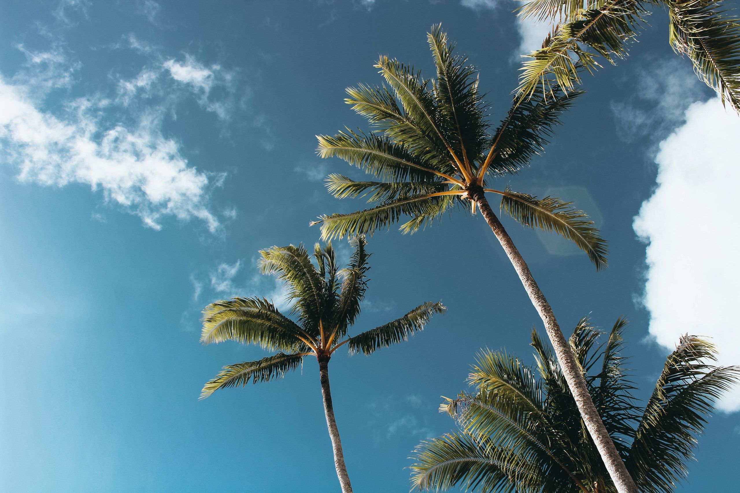 Detail Palm Trees Hd Nomer 6