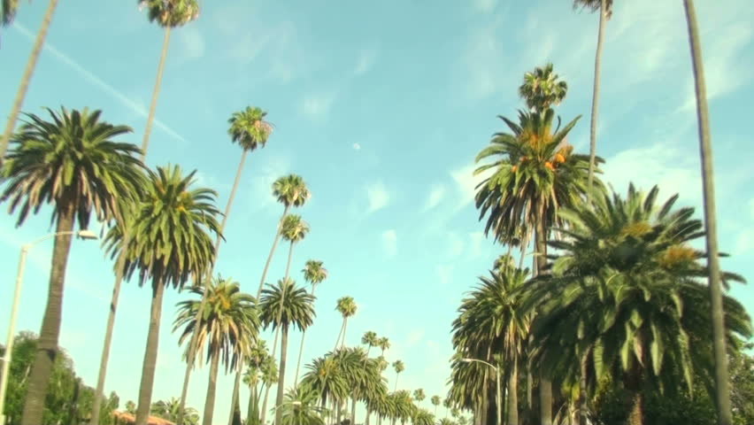 Detail Palm Trees Hd Nomer 49