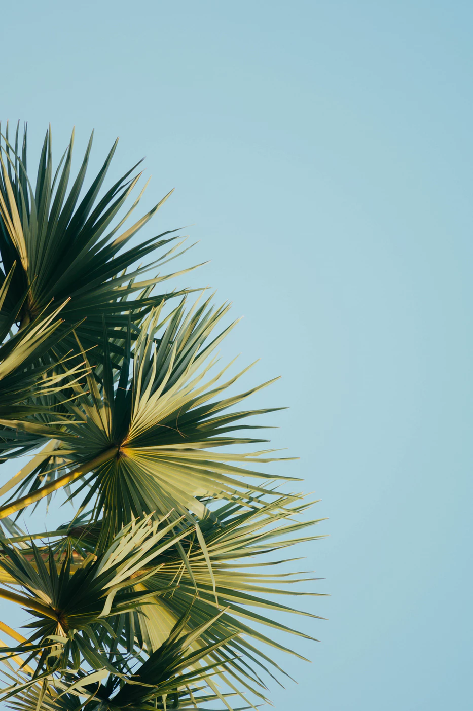 Detail Palm Trees Hd Nomer 50
