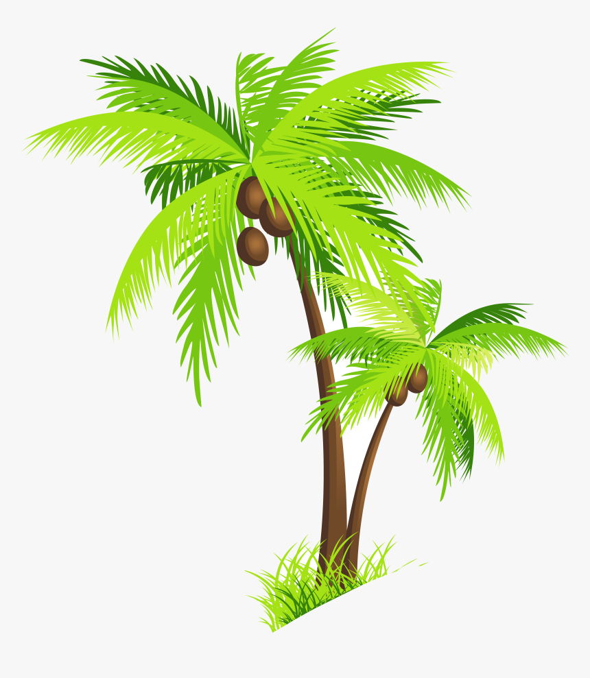 Detail Palm Trees Hd Nomer 52