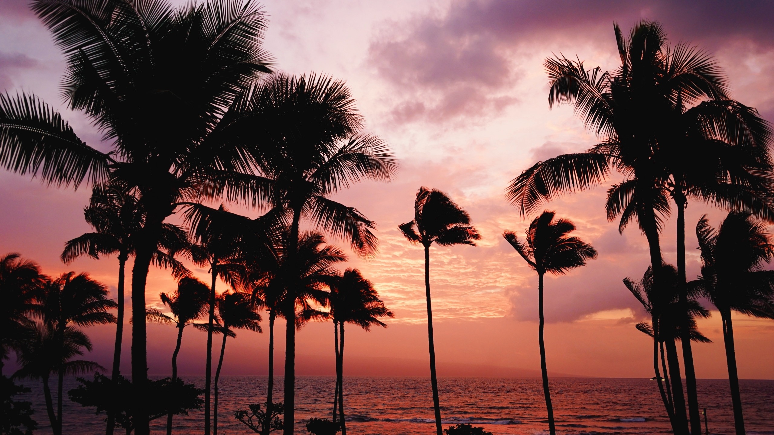 Detail Palm Trees Hd Nomer 53