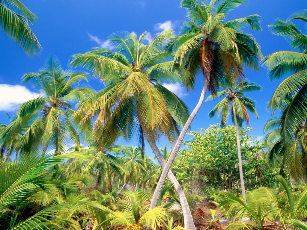Detail Palm Trees Hd Nomer 54