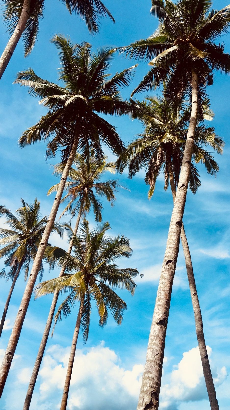 Detail Palm Trees Hd Nomer 9