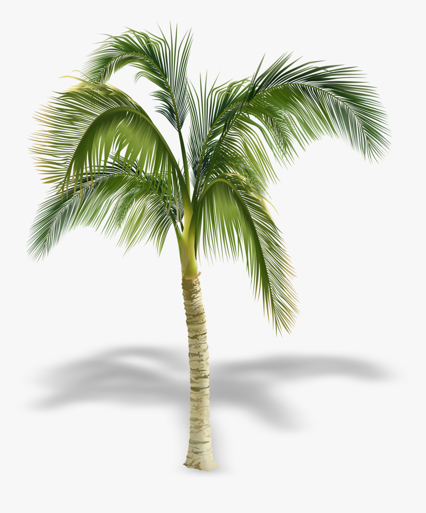 Detail Palm Trees Png Nomer 24