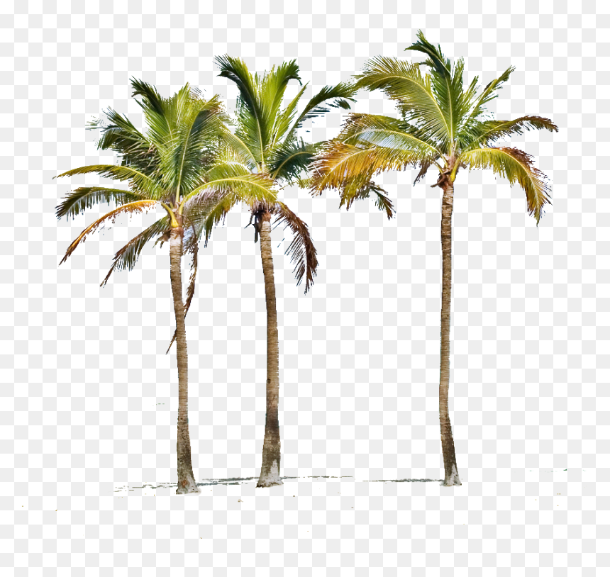 Detail Palm Trees Png Nomer 25