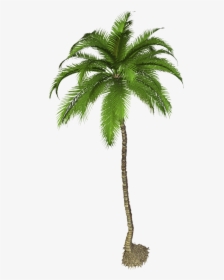 Detail Palm Trees Png Nomer 29