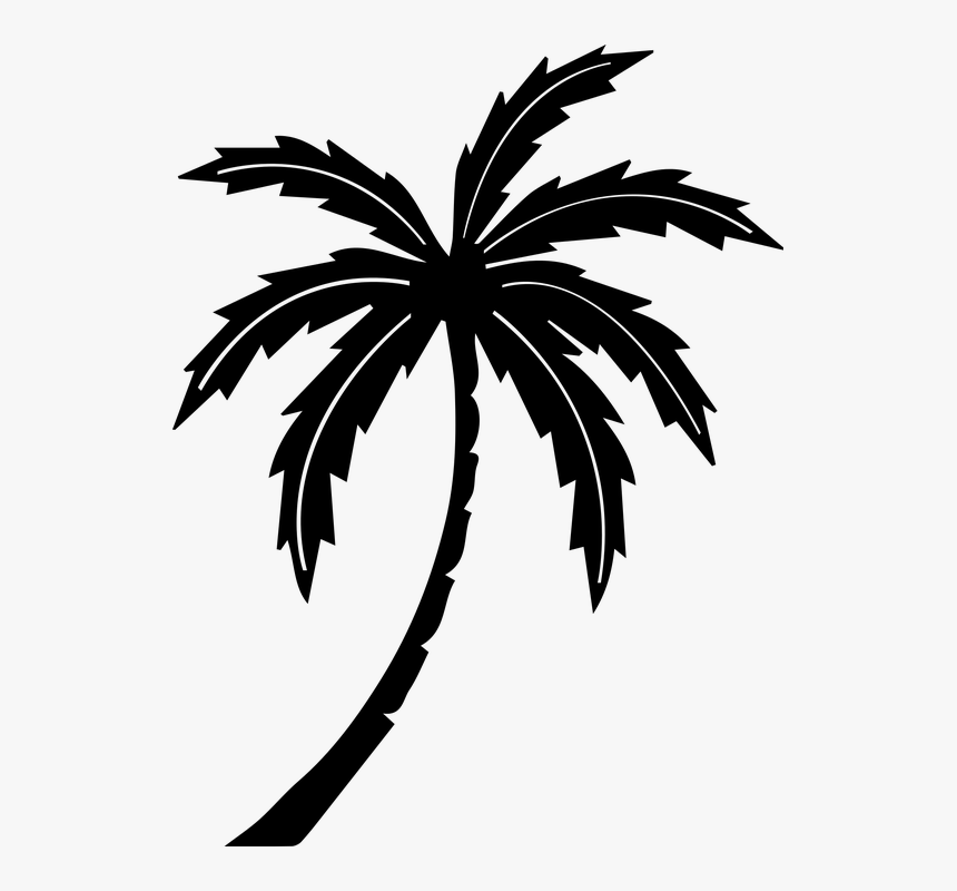 Detail Palm Trees Png Nomer 32