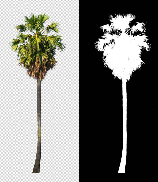 Detail Palm Trees Png Nomer 39