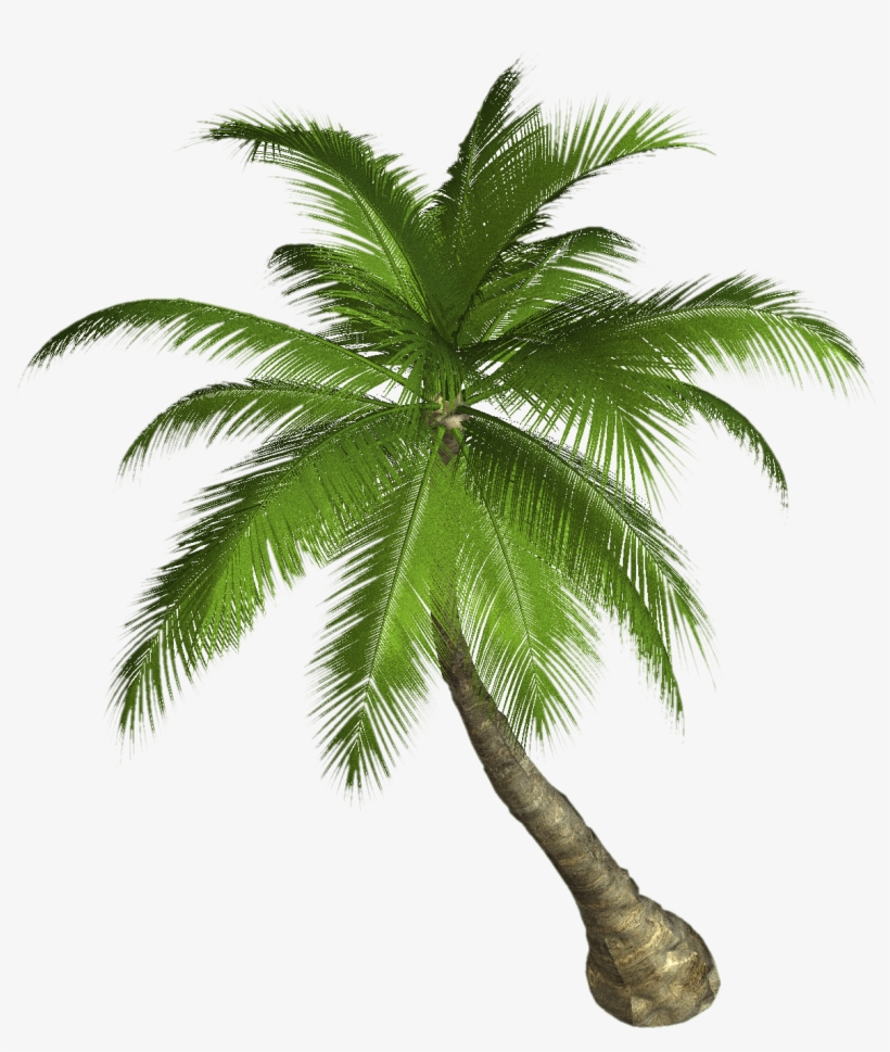 Detail Palm Trees Png Nomer 43
