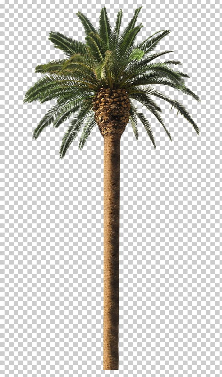 Detail Palm Trees Png Nomer 57