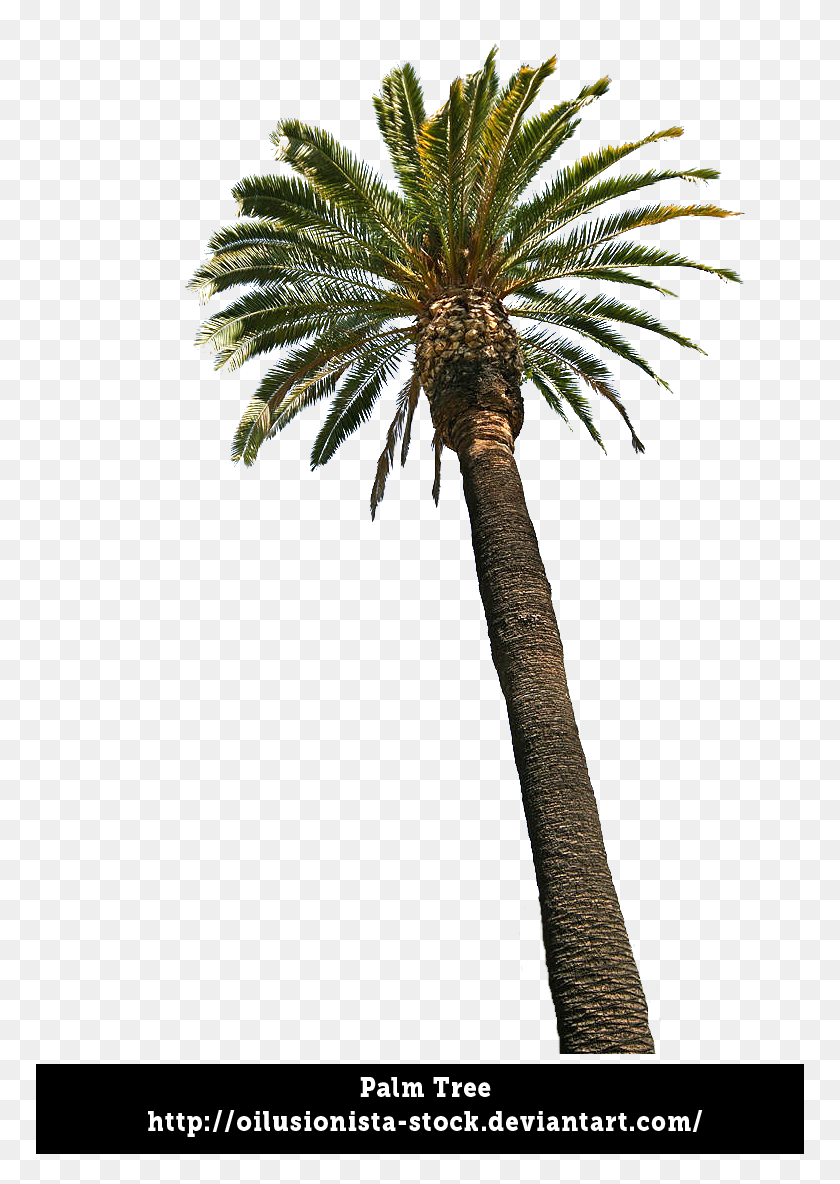 Detail Palm Trees Png Transparent Nomer 35