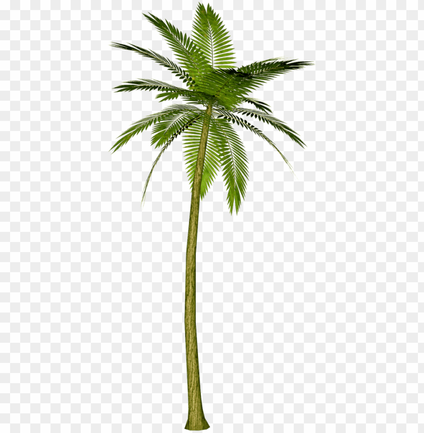 Detail Palm Trees Png Transparent Nomer 5