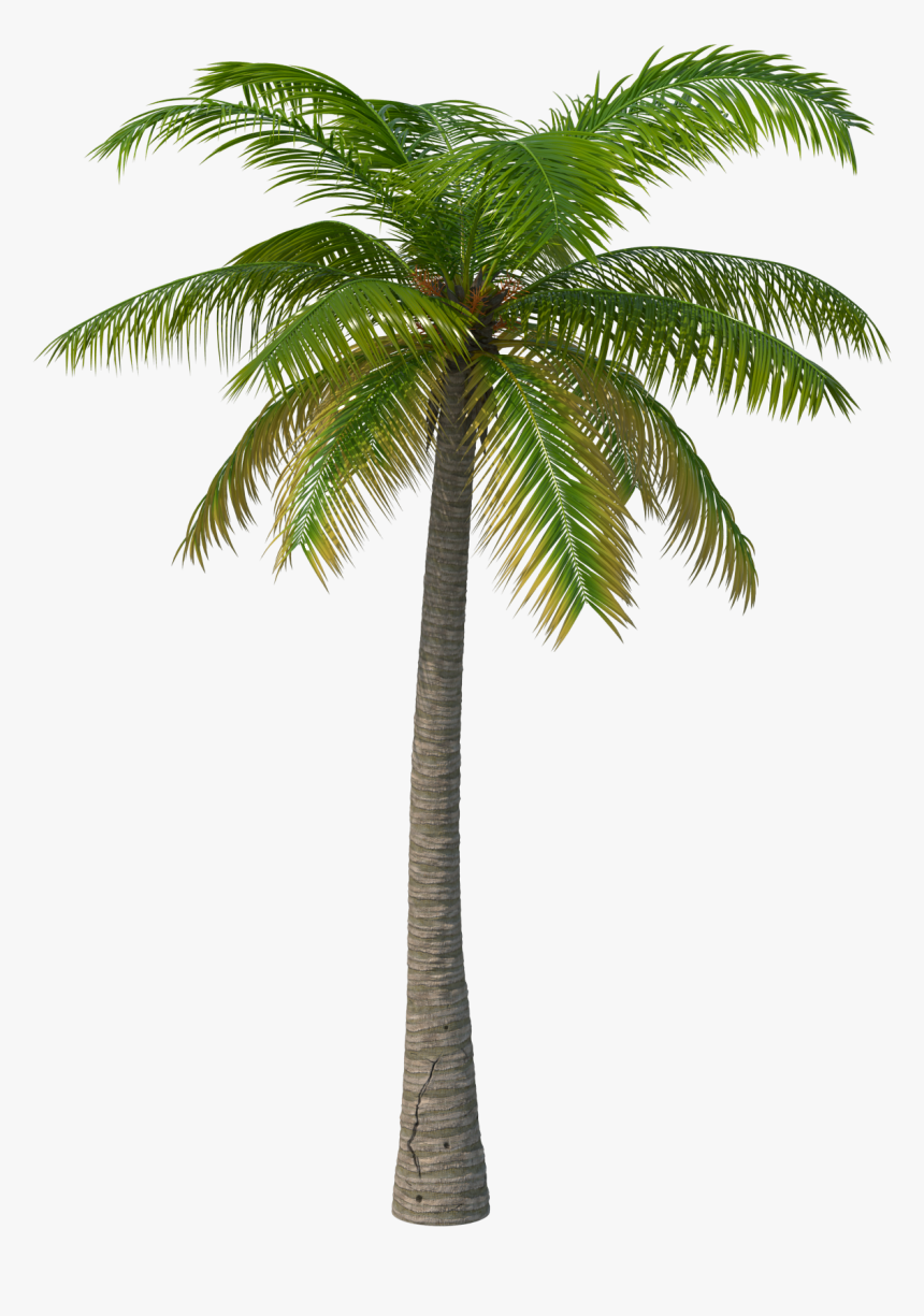 Detail Palm Trees Transparent Nomer 10
