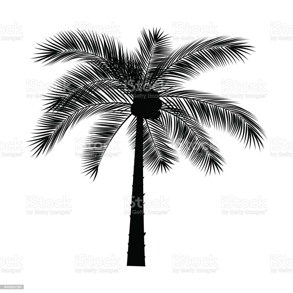 Detail Palm Trees Transparent Nomer 39