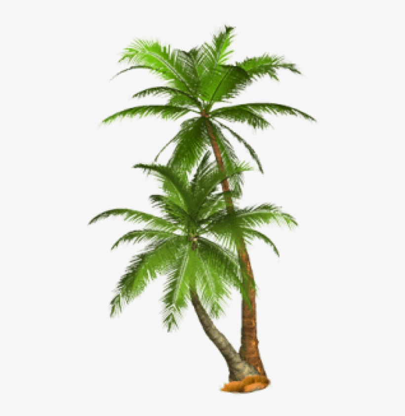 Detail Palm Trees Transparent Nomer 5