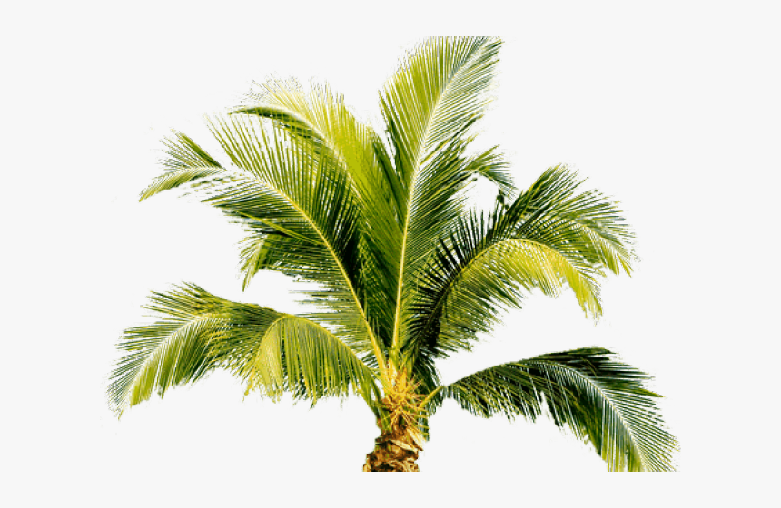 Detail Palm Trees Transparent Nomer 49
