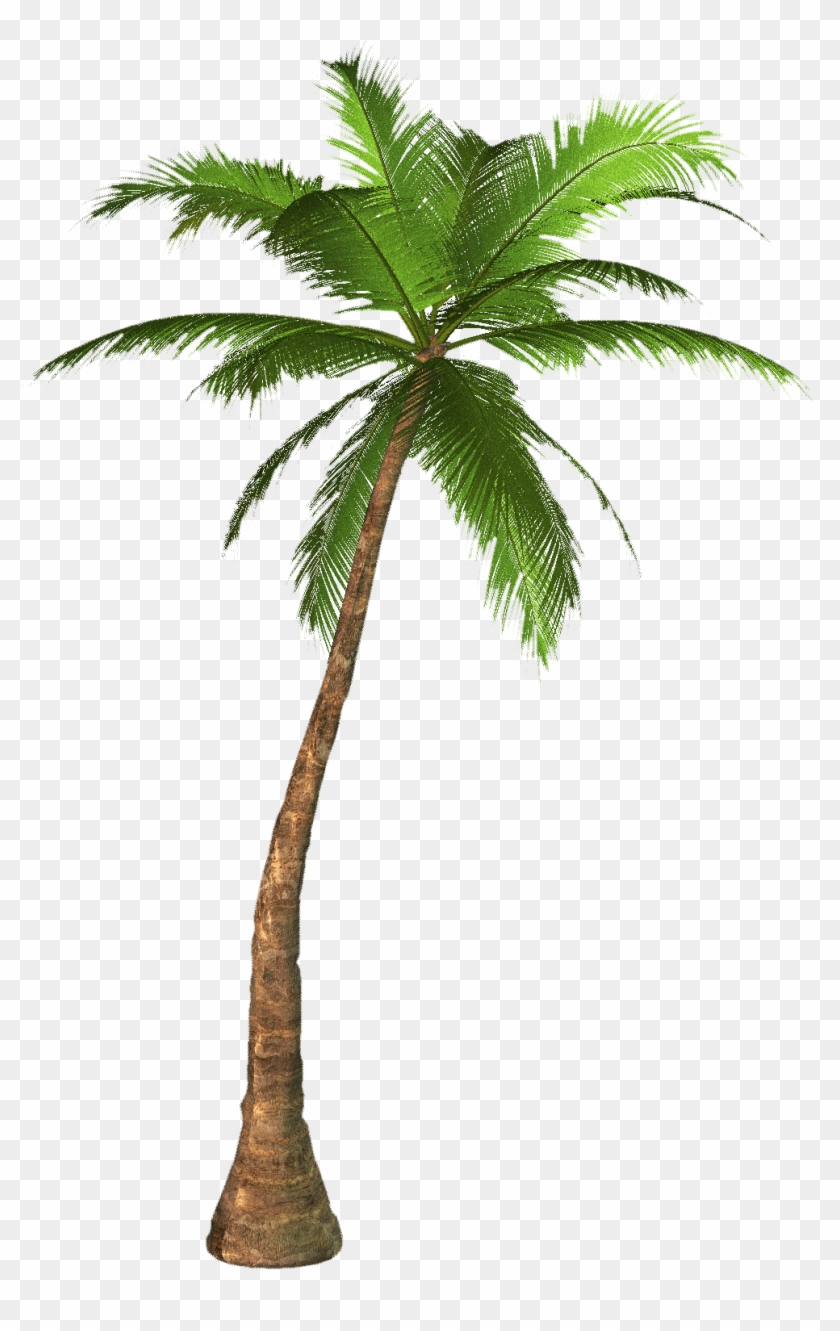 Detail Palm Trees Transparent Background Nomer 20