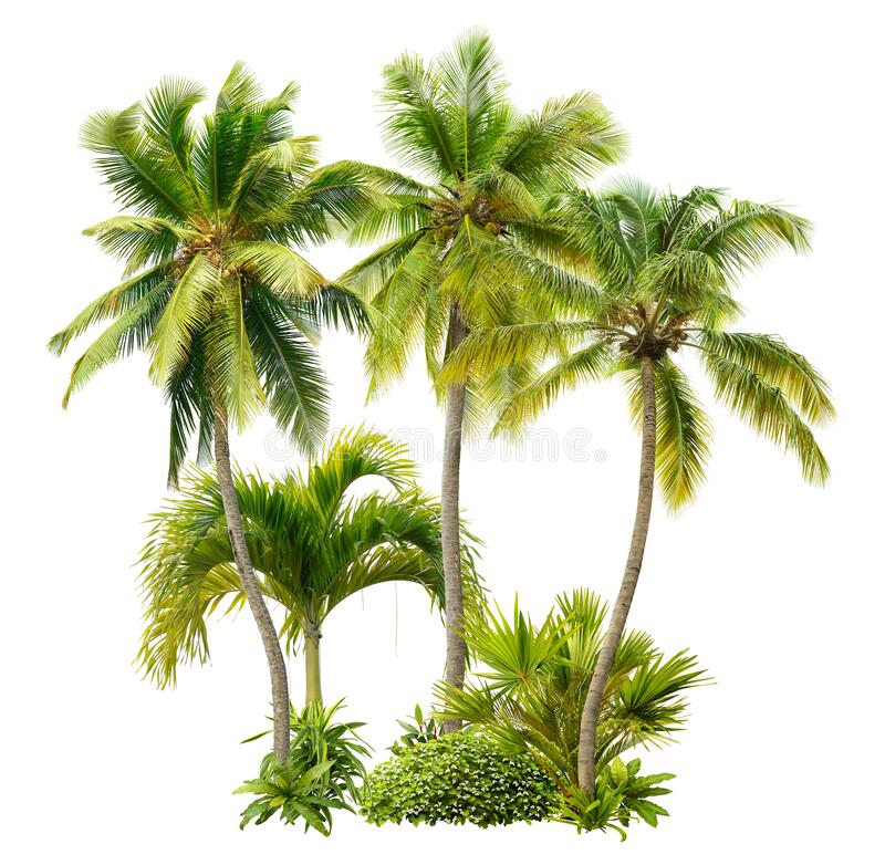 Detail Palm Trees Transparent Background Nomer 28