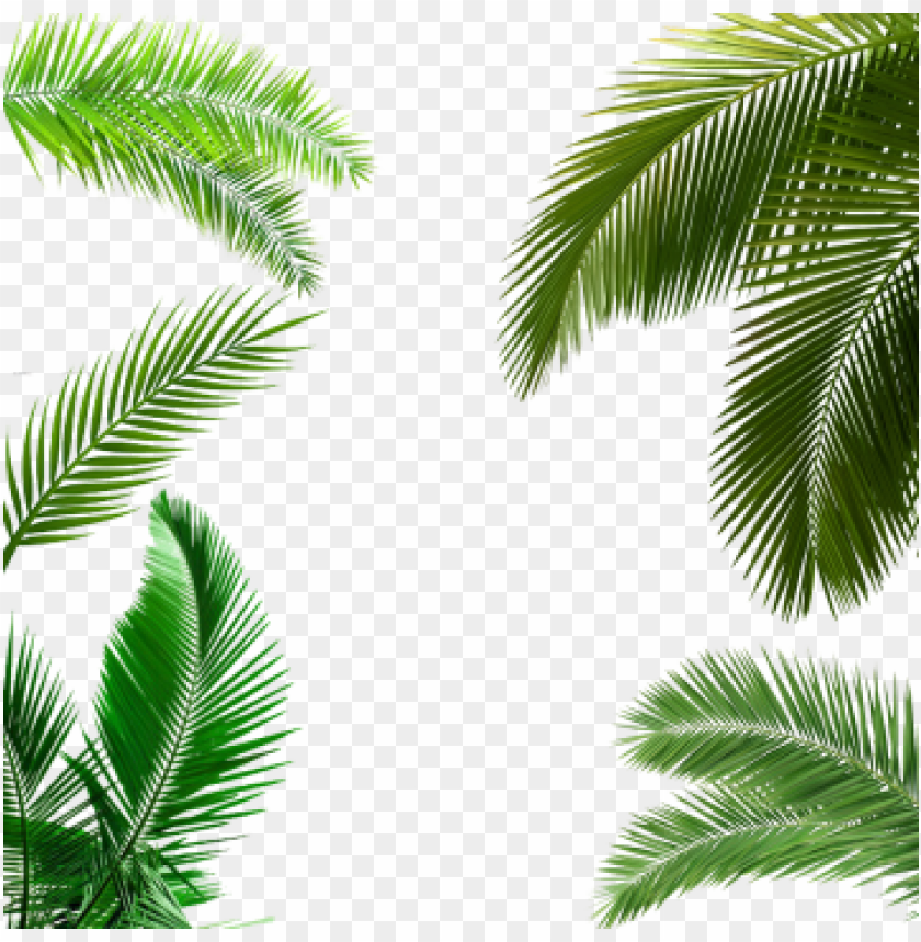 Detail Palm Trees Transparent Background Nomer 32
