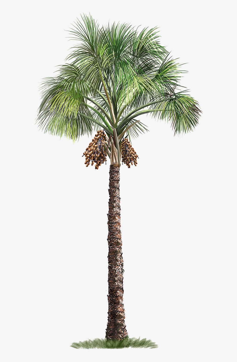 Detail Palm Trees Transparent Background Nomer 33