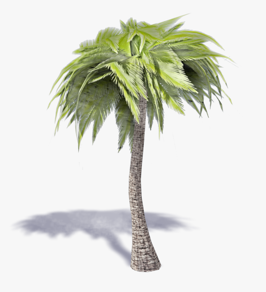 Detail Palm Trees Transparent Background Nomer 38