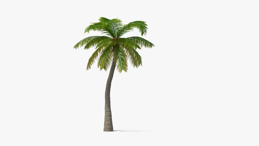 Detail Palm Trees Transparent Background Nomer 39