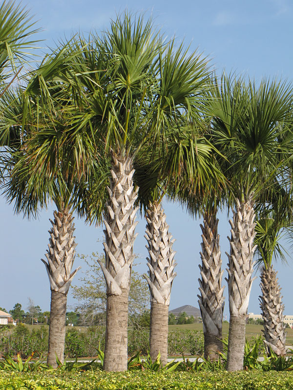 Detail Palmetto Tree Images Nomer 10