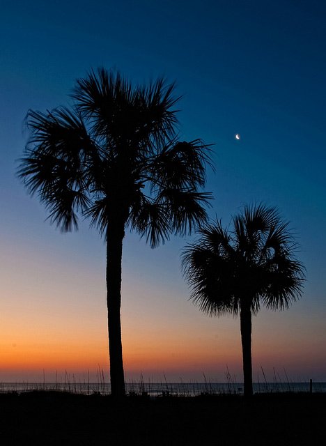 Detail Palmetto Tree Images Nomer 11