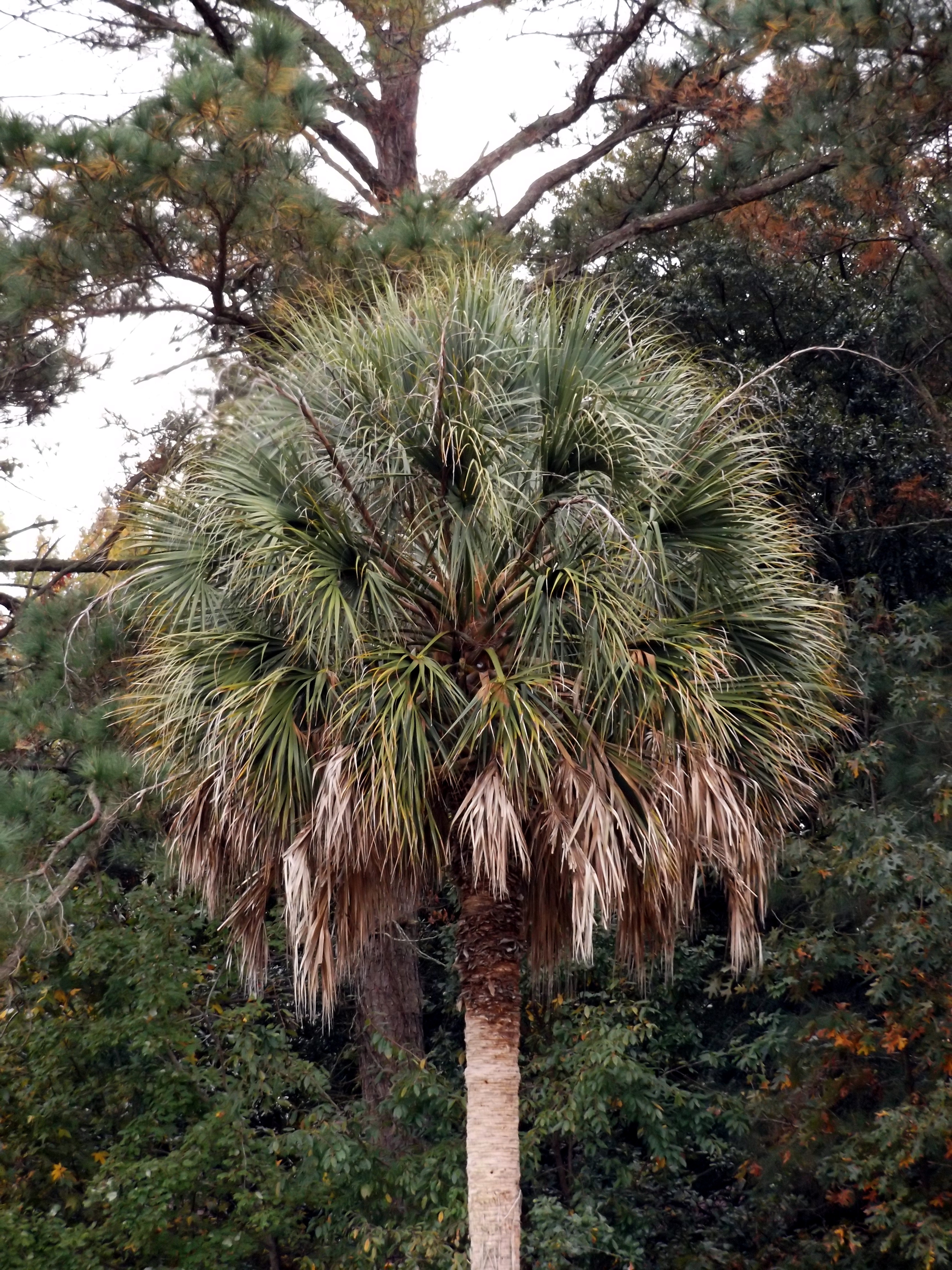 Detail Palmetto Tree Images Nomer 12