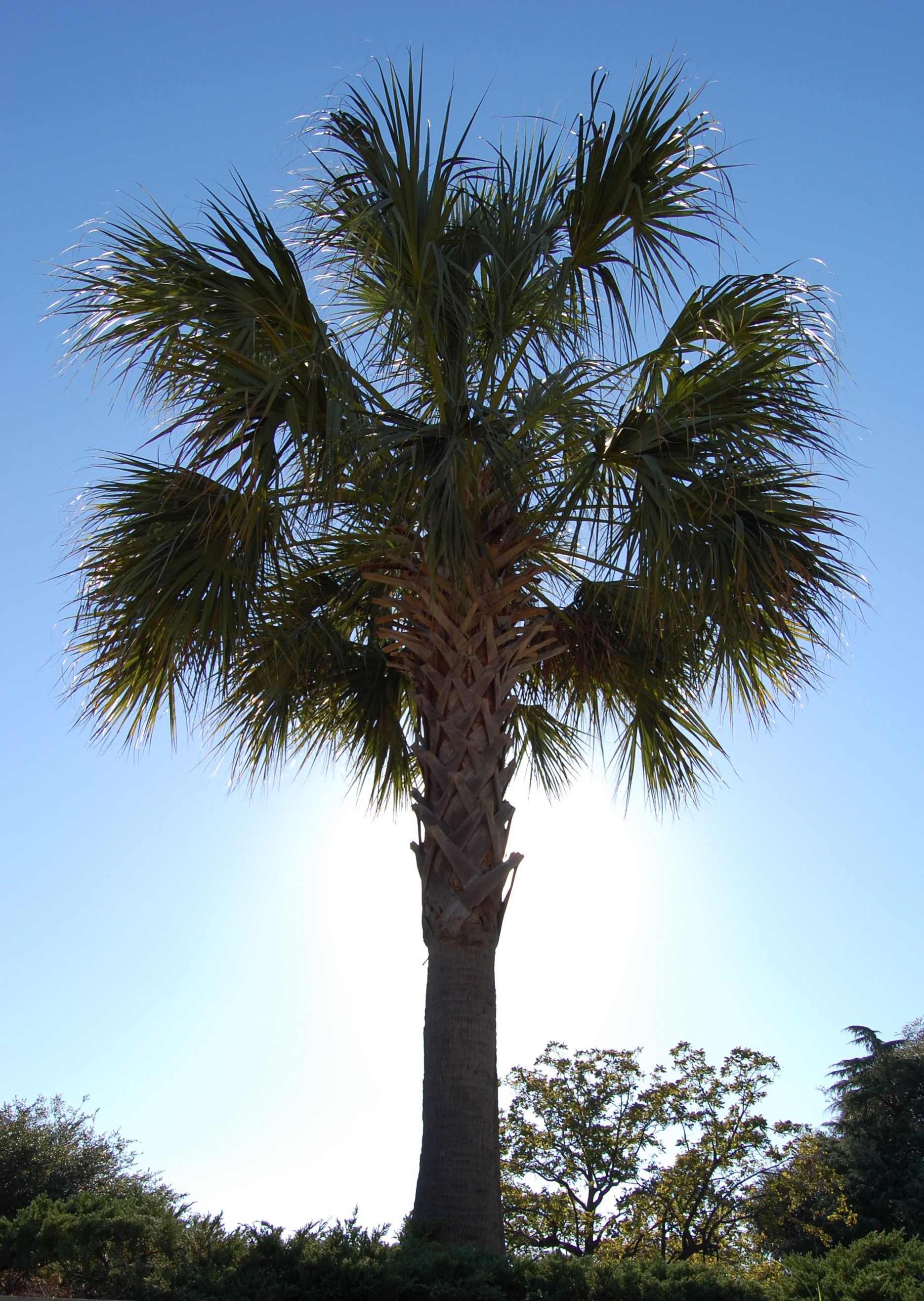 Detail Palmetto Tree Images Nomer 13