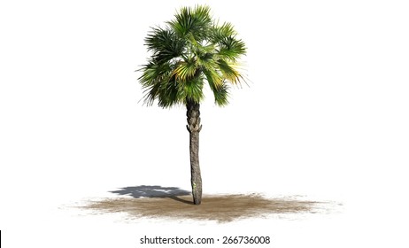 Detail Palmetto Tree Images Nomer 14
