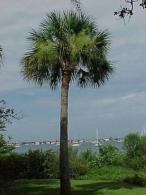 Detail Palmetto Tree Images Nomer 20
