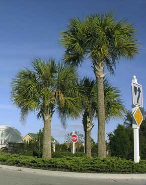 Detail Palmetto Tree Images Nomer 22