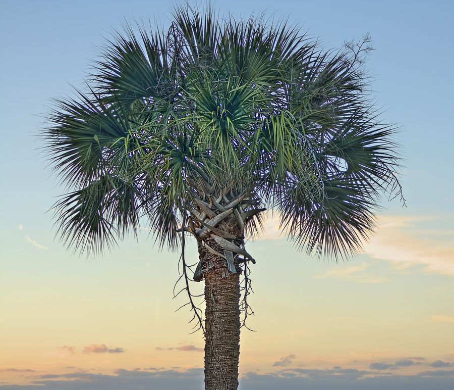 Detail Palmetto Tree Images Nomer 25