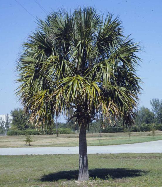 Detail Palmetto Tree Images Nomer 26