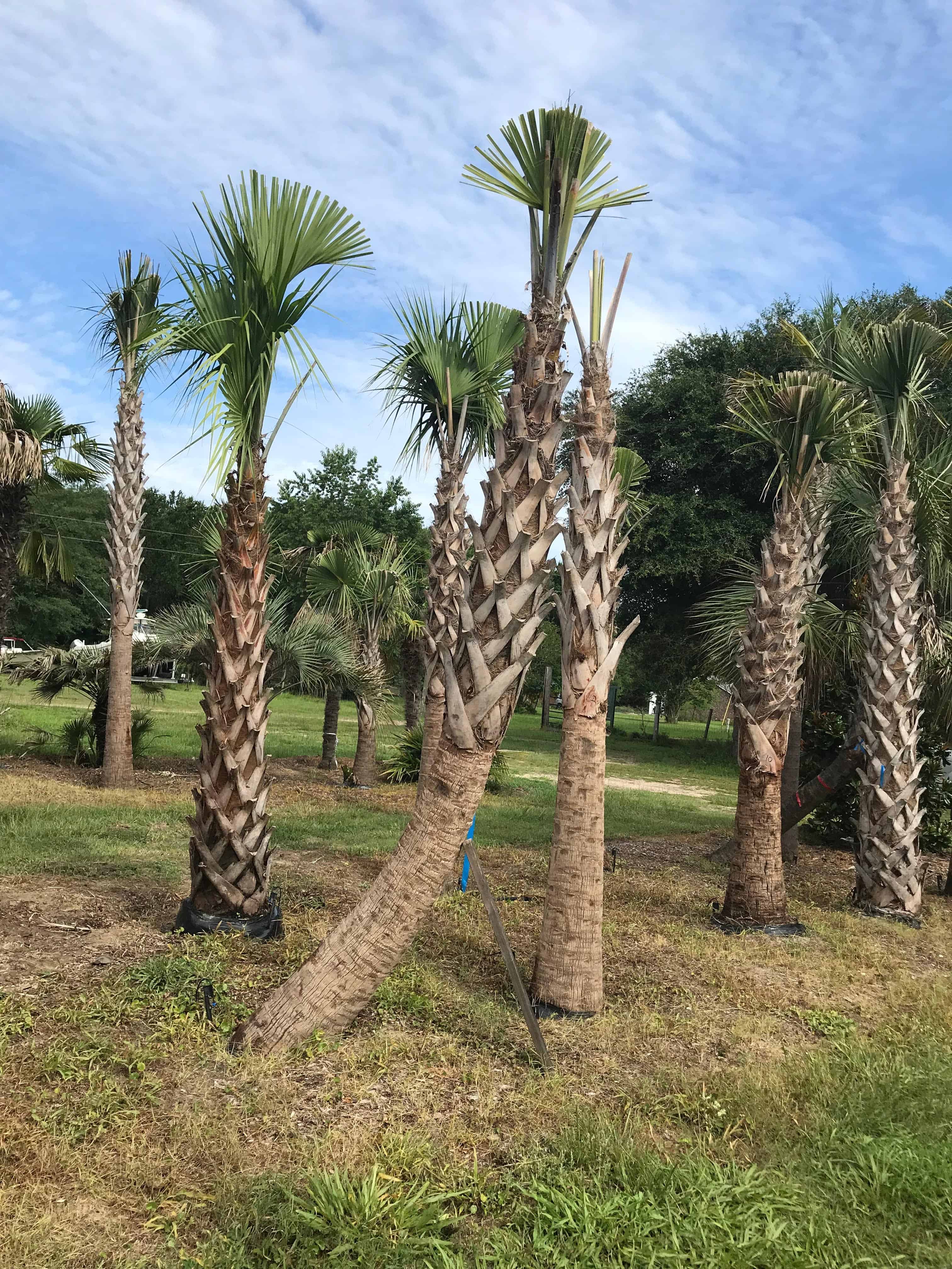 Detail Palmetto Tree Images Nomer 30