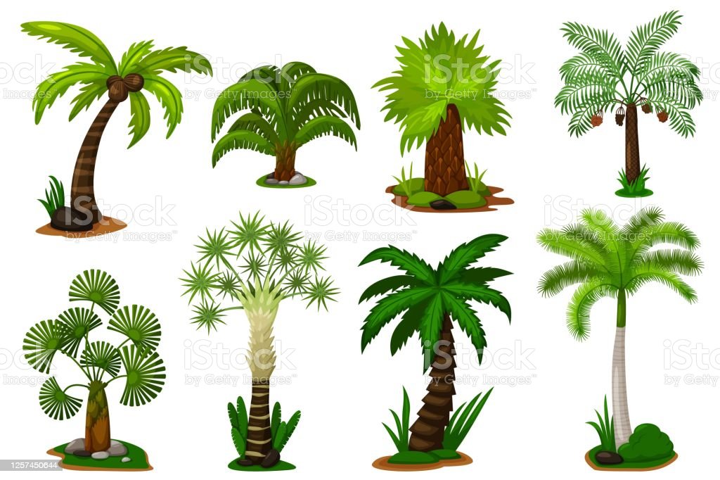 Detail Palmetto Tree Images Nomer 32