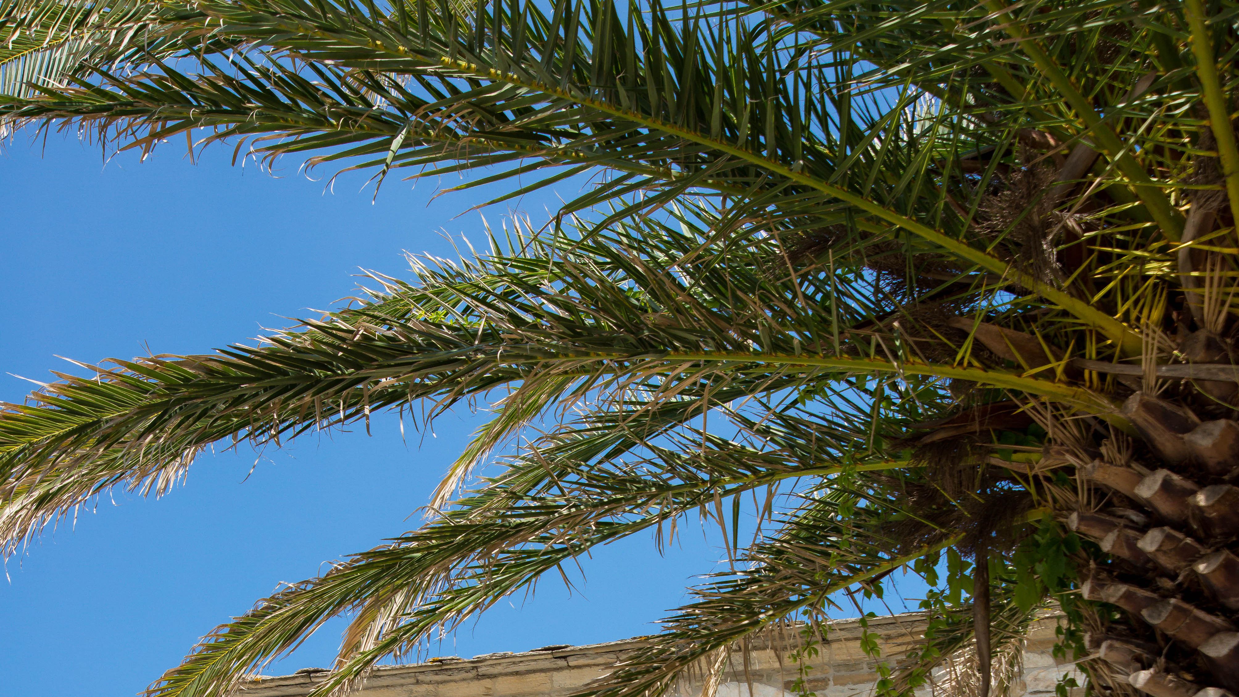 Detail Palmetto Tree Images Nomer 33