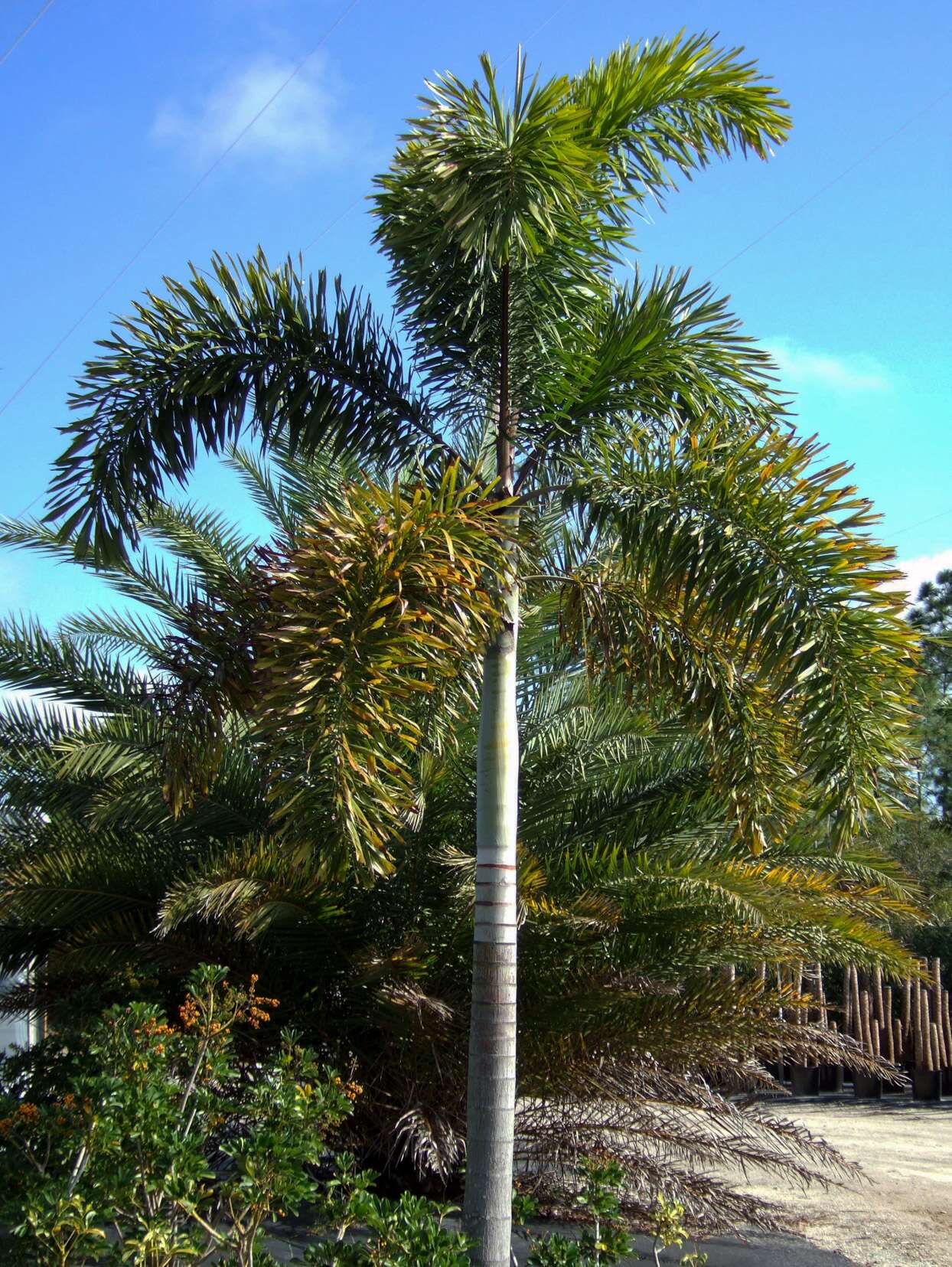 Detail Palmetto Tree Images Nomer 36