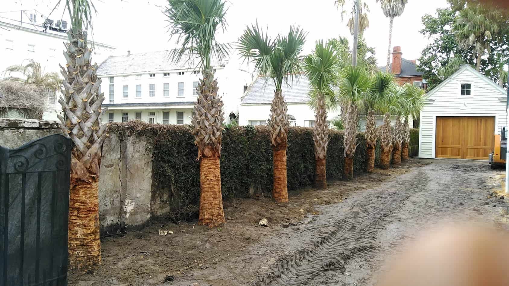 Detail Palmetto Tree Images Nomer 37