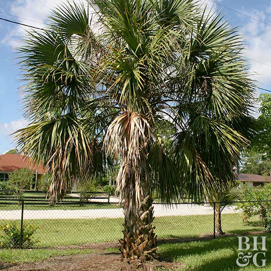 Detail Palmetto Tree Images Nomer 4