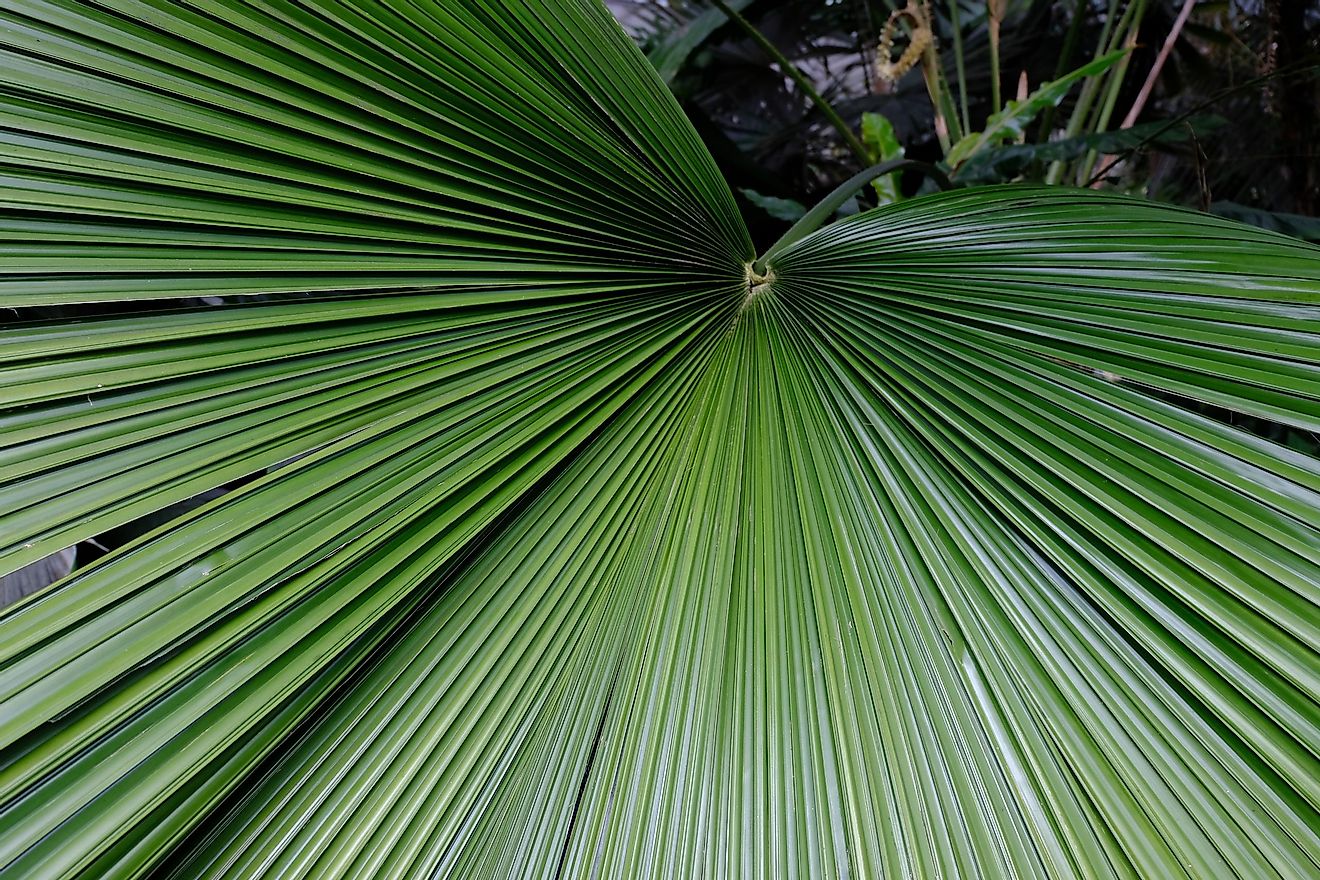 Detail Palmetto Tree Images Nomer 39