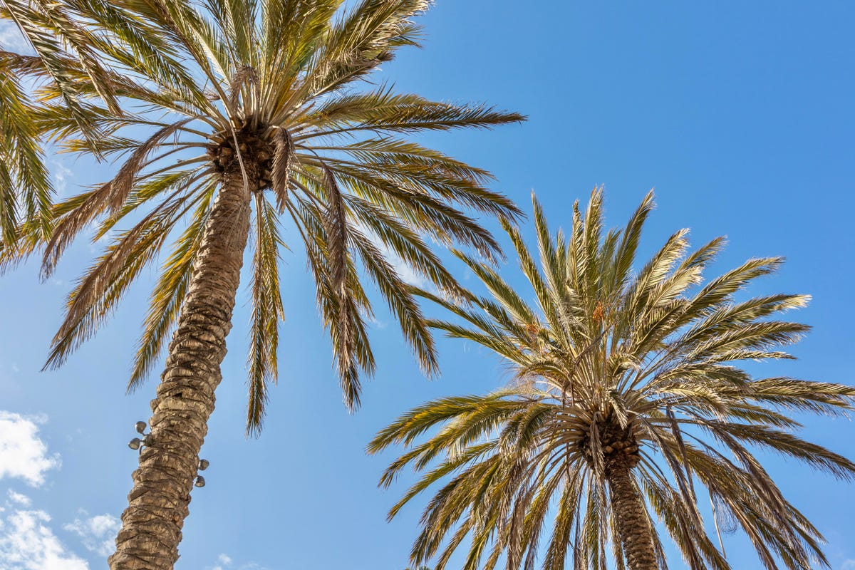 Detail Palmetto Tree Images Nomer 40