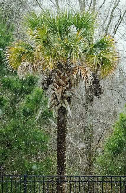 Detail Palmetto Tree Images Nomer 5
