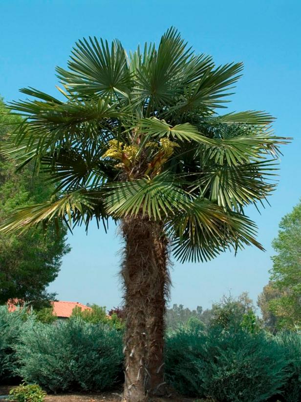 Detail Palmetto Tree Images Nomer 51