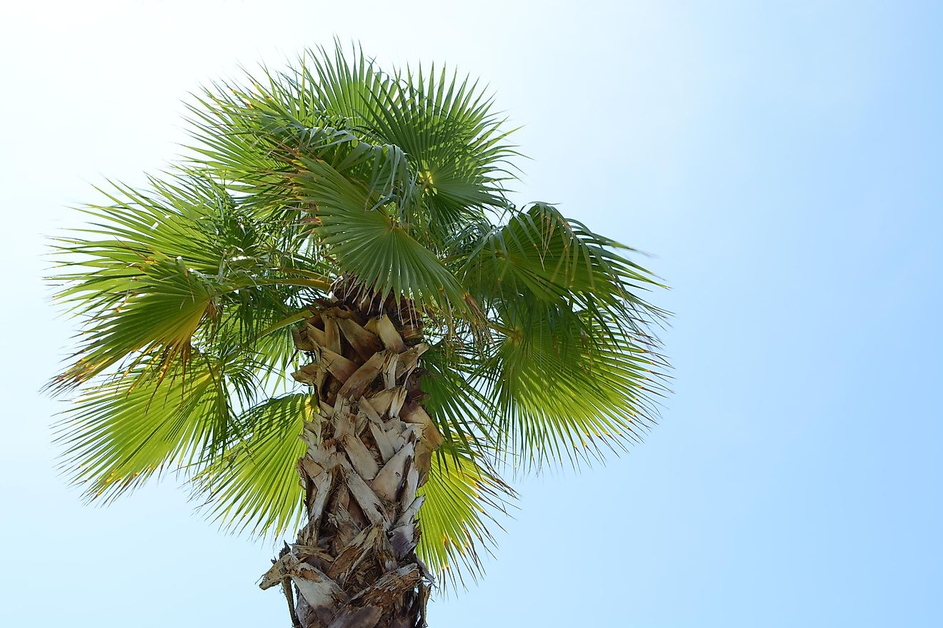 Detail Palmetto Tree Images Nomer 52