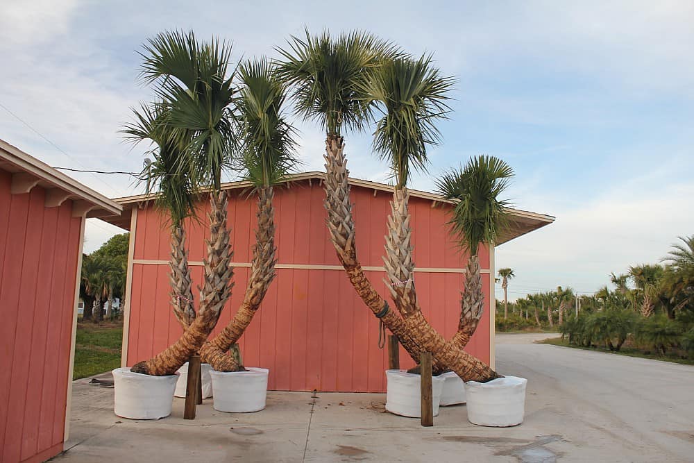 Detail Palmetto Tree Images Nomer 53