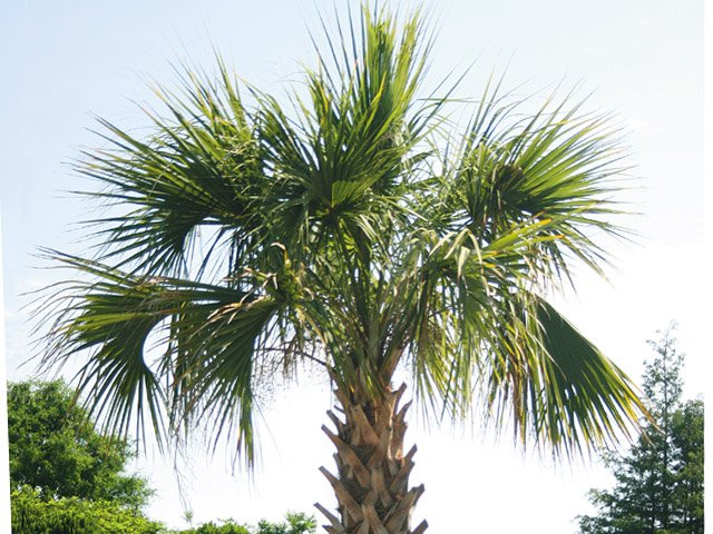 Detail Palmetto Tree Images Nomer 9